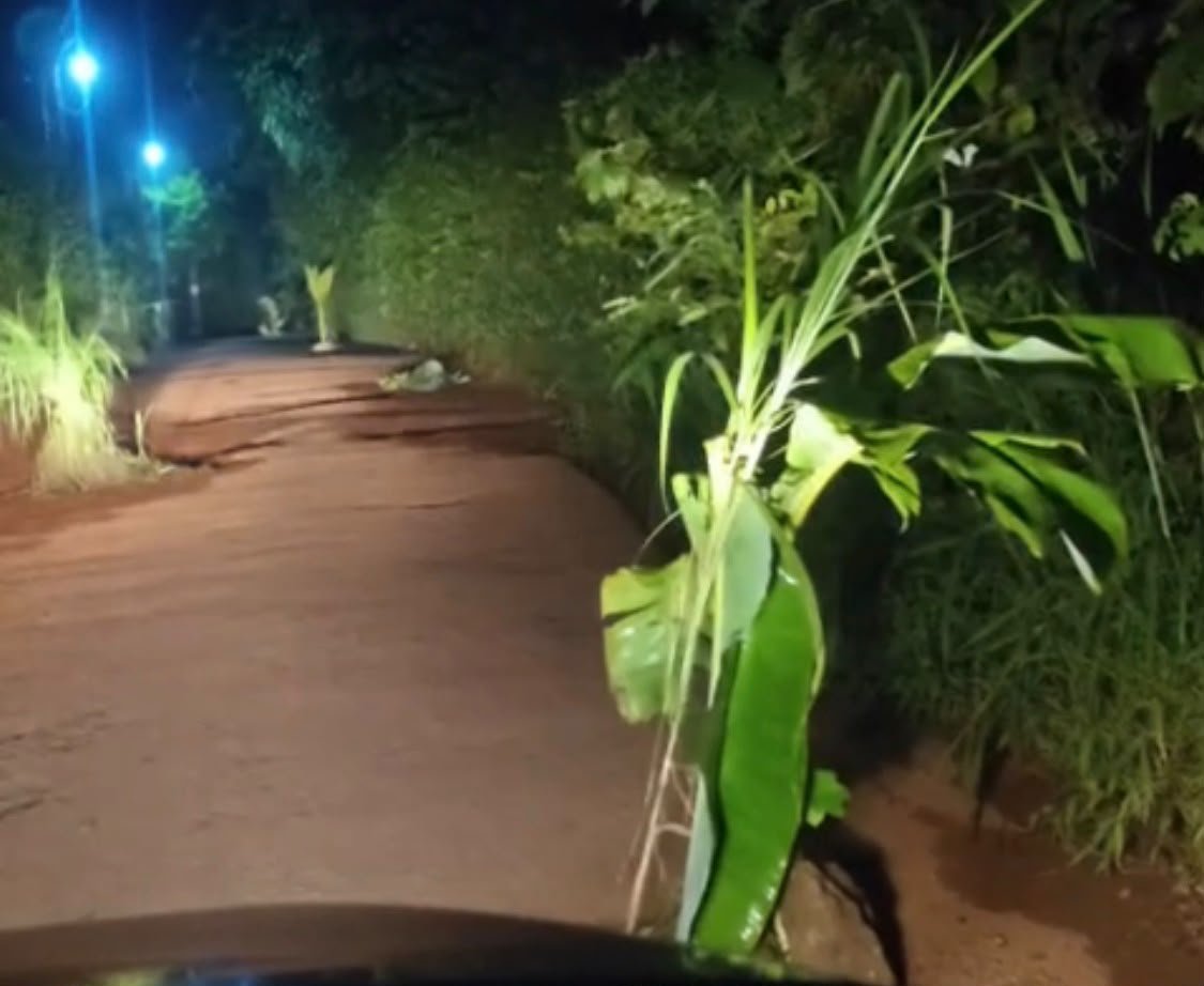Banana plants placed along the Melmuri road at night